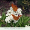 argynnis paphia male2